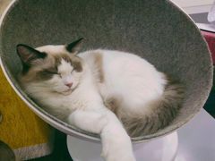 -糯米喵星人·撸猫猫舍咖啡馆(西市场嘉华店)