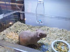 -酷以爬仙阁实体爬宠店·守宫·蜥蜴·专业繁育