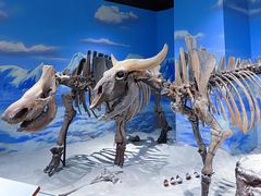 -正佳自然科学博物馆