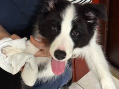 -翊宠yipet猫狗购宠庄园犬舍•猫舍