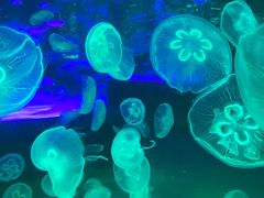 -海合安成都极地海洋公园