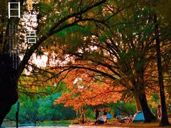 -上海共青森林公园