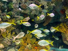 -上海海洋水族馆