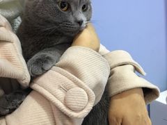 -喵的天空名猫咖啡馆·撸猫·猫舍·用品