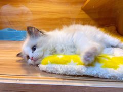 -猫十亿·布偶金渐层·曼基康矮脚猫舍(青年路店)