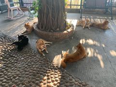 -柴犬高等学院·狗咖·柴犬售卖·宠物训练