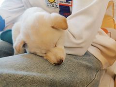 -柴犬小屋·柴餐厅·狗咖食堂(金鼎广场店)