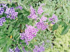 -三圣花乡旅游区