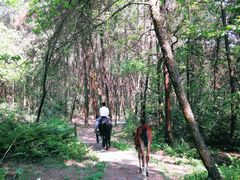 -铁山坪森林公园