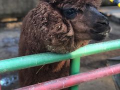 -南宫五洲植物乐园