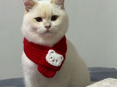 -喵zoo家庭繁育猫舍(尖东智能花园店)