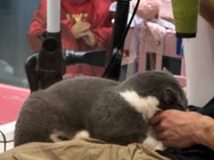 -FAELING PETS美天灵宠物(合生汇店)