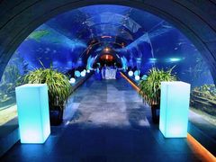 -海棠湾洲际-涛·海底餐厅·美人鱼·自助餐·海底隧道