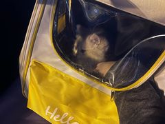 -瑞派康怡24h宠物医院·犬猫医疗中心·微创绝育(瑞景分院)