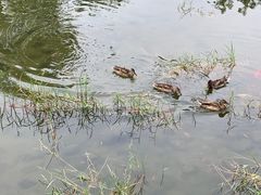 -莲花池公园