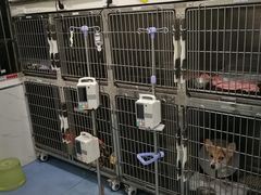-伟伟宠物医院·CT影像中心·瑞派犬猫综合性门诊(汉口总院)