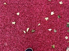 -羊亭河湿地公园