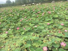 -羊亭河湿地公园