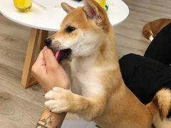 -浣熊柯尔鸭土拨鼠·电玩咖