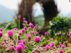 -竹语饭香·原生态农庄·烧鸡·竹筒饭·河鲜(森林海白水寨店)