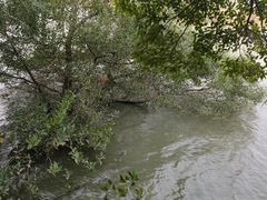 -大湾区中央湿地公园