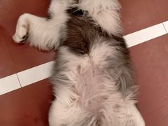 -和它·交个朋友·狗咖猫咖(爱琴海店)