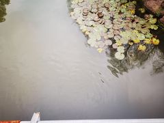 -大宁郁金香公园-停车场