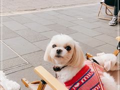 -COMPANION COFFEE小伴咖啡