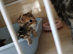 -吉丁鸟咖·异宠·寄养