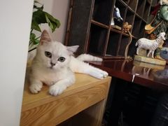 -吉丁鸟咖·异宠·寄养