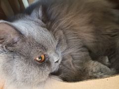 -猫和宫(六道口店)