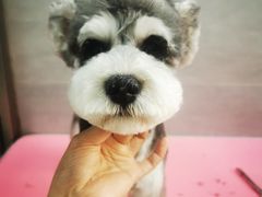 -宠福鑫康馨动物医院·骨科·眼科
