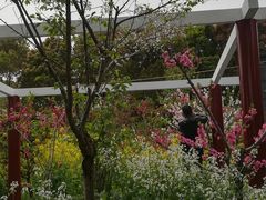 -南汇水蜜桃采摘(大团店)