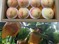 -老袁家蜜桃农场·阳山水蜜桃