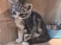 -BABIT巴比特宠物(MOMOPARK店)