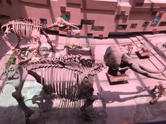 -陕西自然博物馆