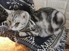 -平行世界·猫咖(首经贸店)
