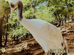 -燕塞湖鸟语林景区