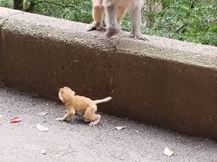 -黔灵山公园