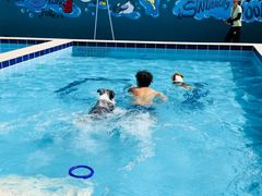 -趣玩宠物乐园寄养训犬训狗游泳池