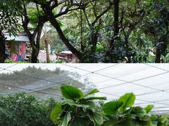-吉隆坡雀鸟公园