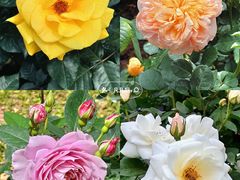 -人民公园(罗湖区)