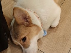 -天井·丑面包搭咖啡