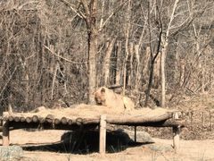 -北京野生动物园