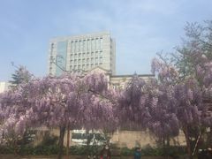 -嘉定紫藤园