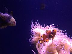 -悉尼海洋生物水族馆