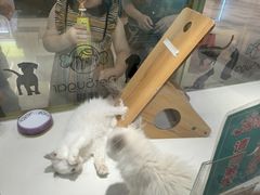-悠尼宠物·独立低压伊珊娜洗护·美容·寄养(兰谷路店)