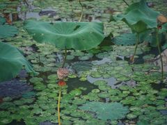 -八大山人梅湖景区