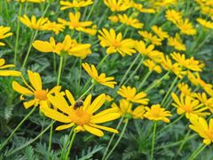 -大龙山(地铁站)