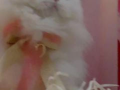-Bastet sally猫舍购宠(静安店)